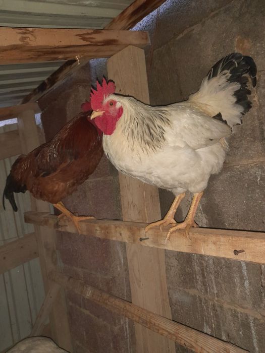 Жас қораздар сатылады сррочно