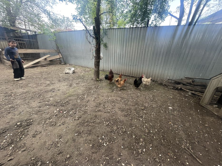 Петух и куры домашние