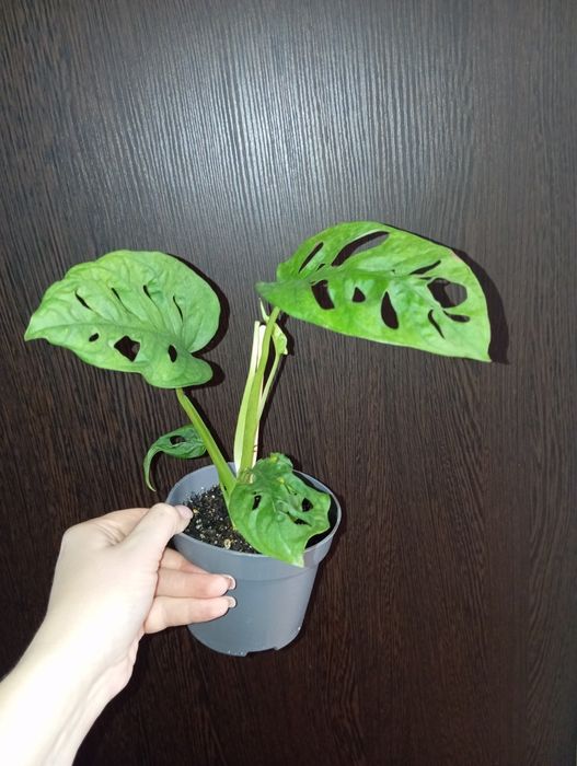 Монстера Манки Адансон