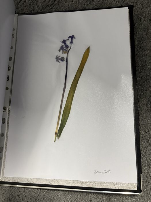 Ierbar 30 plante