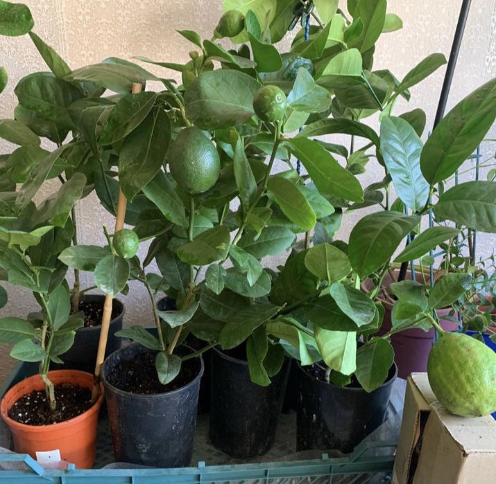 Лимон дерево. Сорт Пандероза. Возраст 3-4 летки.