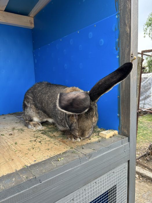 Vind iepuri urias  german de transilvsnia