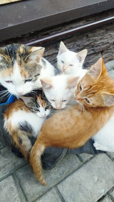 Отдам котят в хорошие руки