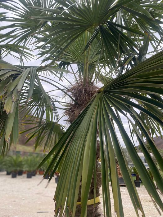 Palmier Trachycarpus Fortunei pentru Amenajări Exterioare