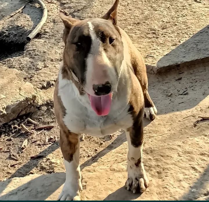 Щенки Бультерьера