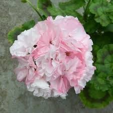 Продам герань