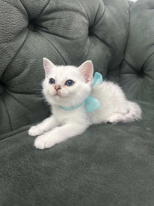 Мальчик британская шиншилла