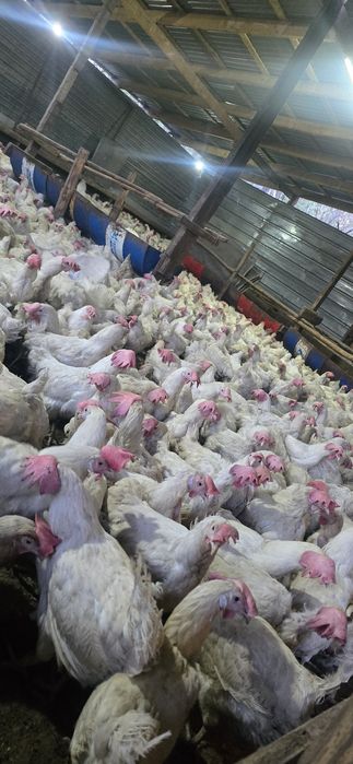 Куры несушки декалб вайт