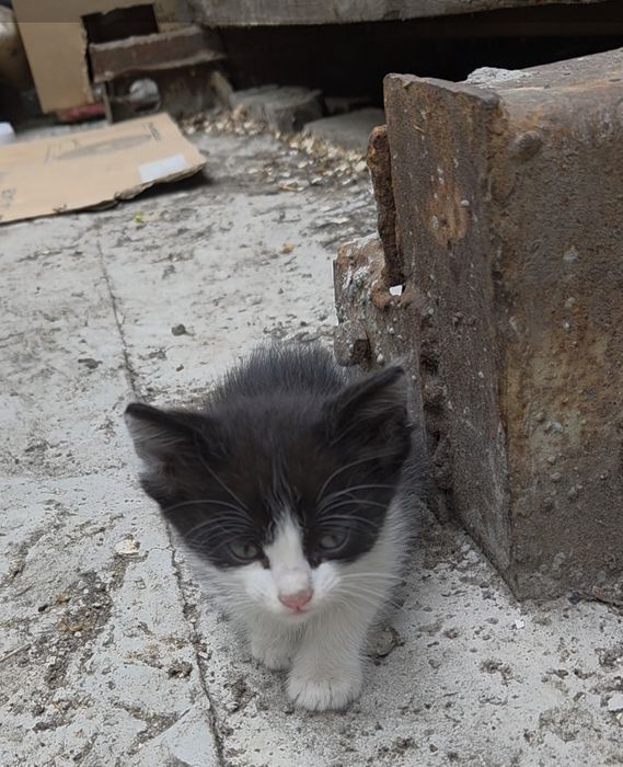 Отдам котят срочно. 1месяц