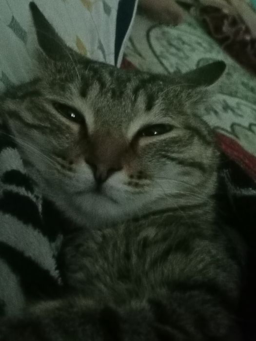 Кошка стрилизовнный тышқан аулайды