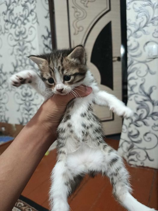 Отдам котенков в хорошие руки