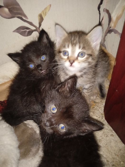 Отдам котят даром