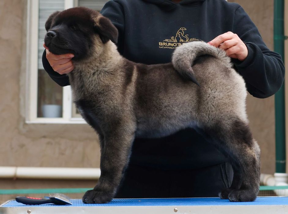 Щенки американской акиты