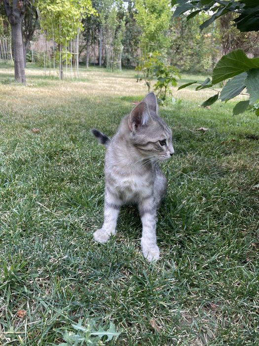 Отдам двух котят в добрые и ответственные руки