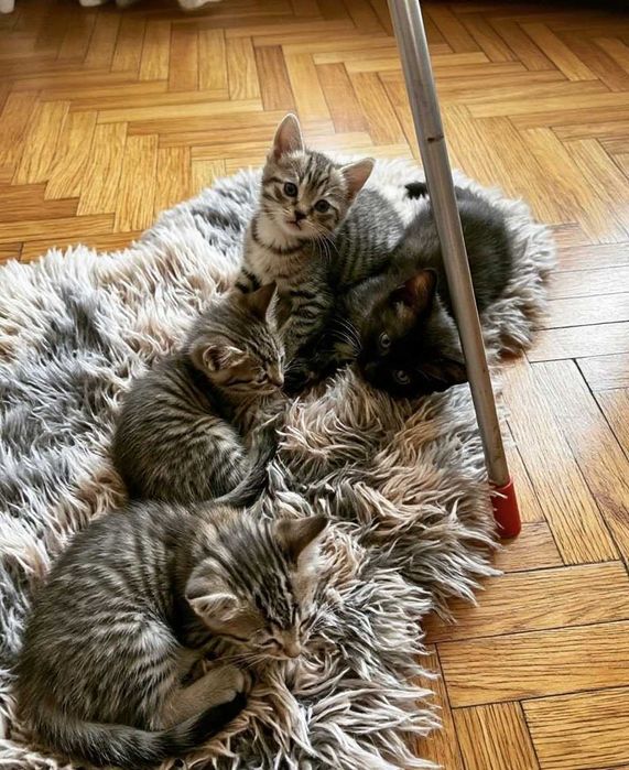 Котята в Добрые руки
