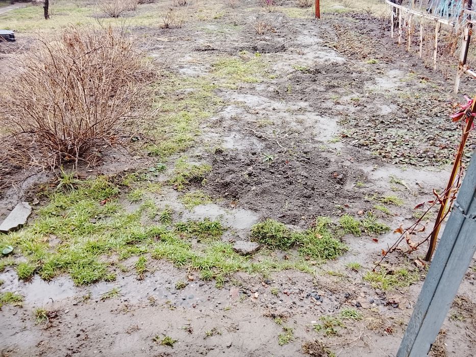 Крыжовник  саженцы