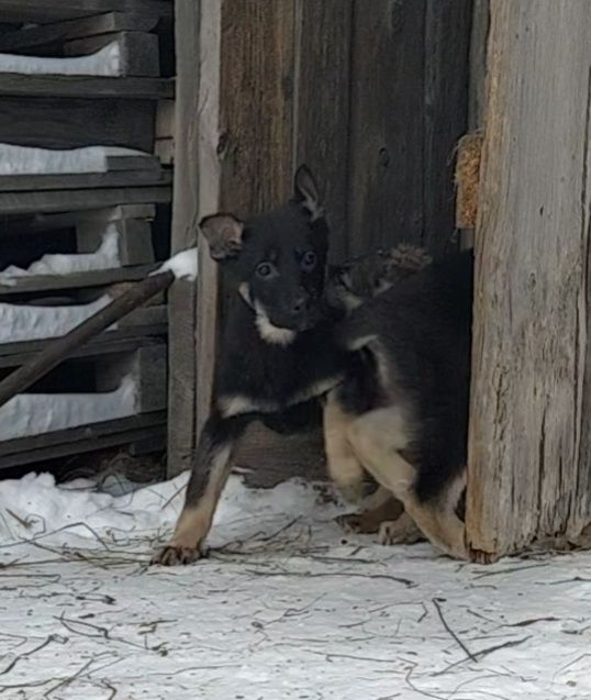 Продам щенков ВЕО