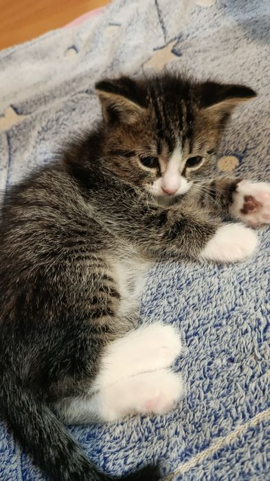 Отдам Котенка Щучинск