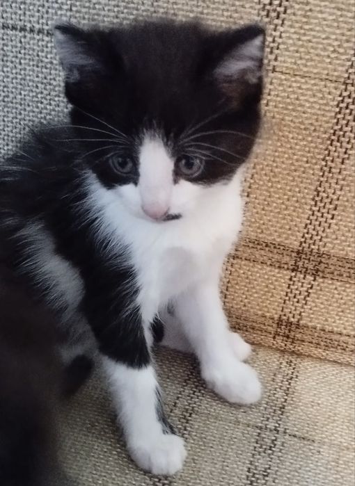 Подаряваме котенца