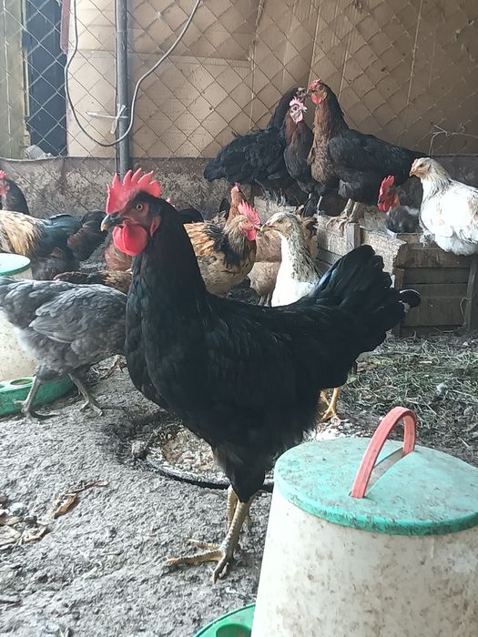 Продаются петухи