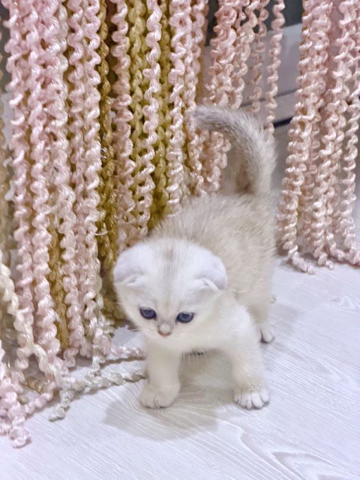 Шотланский Скоттиш Фолд! Колорная шиншилла!