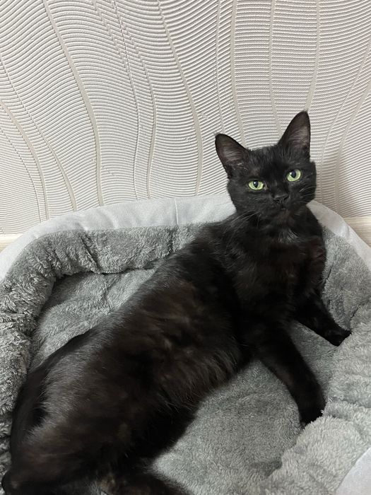 отдаю кошечку в добрые руки