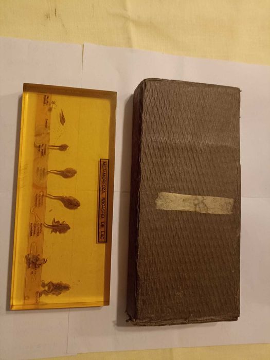 Metamorfoza broaștei de lac . Material didactic. Ceausescu. Comunism