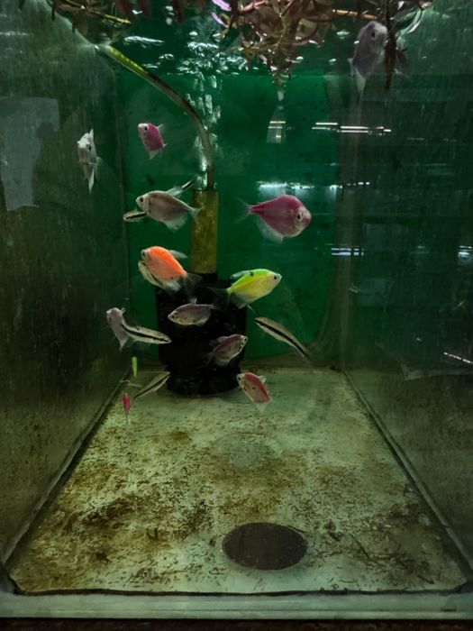 Аквариумные рыбки