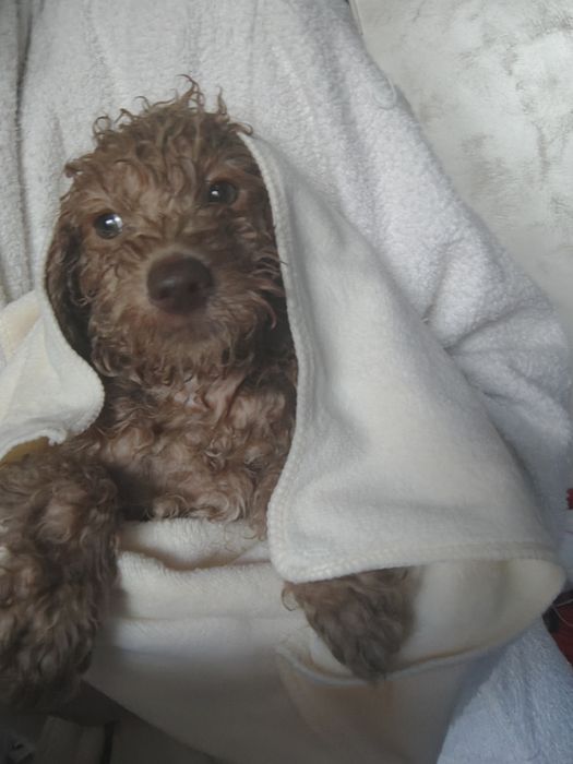 Мини той пуделче момче