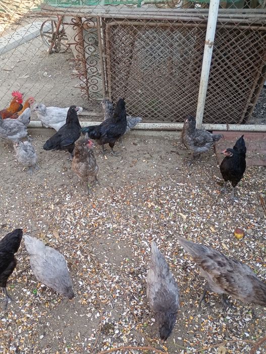 Ameraucana rasă pură tineret 2026