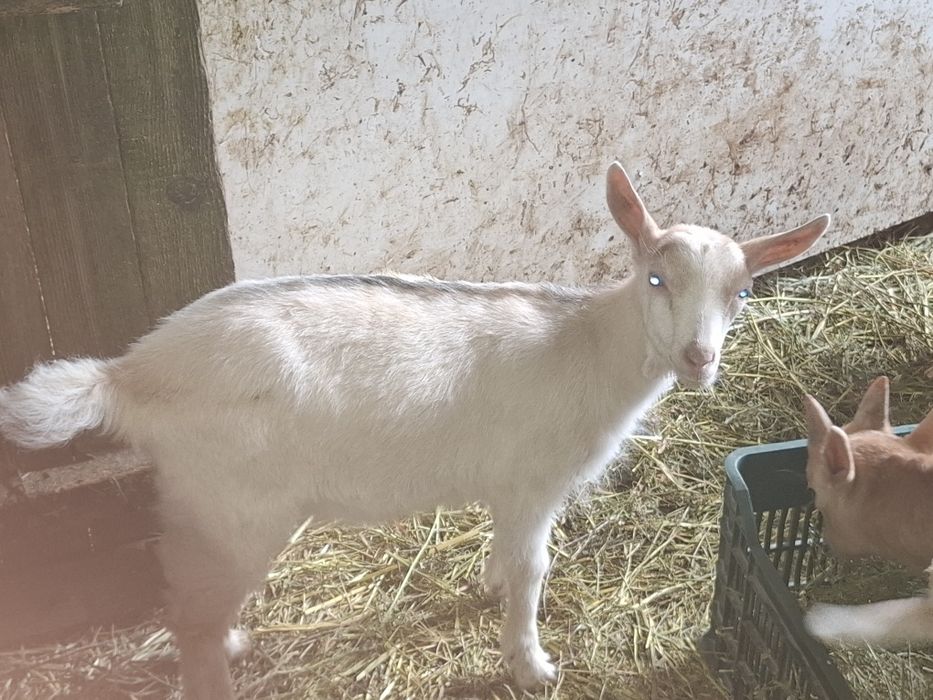 Iedute sannen cu alpina!