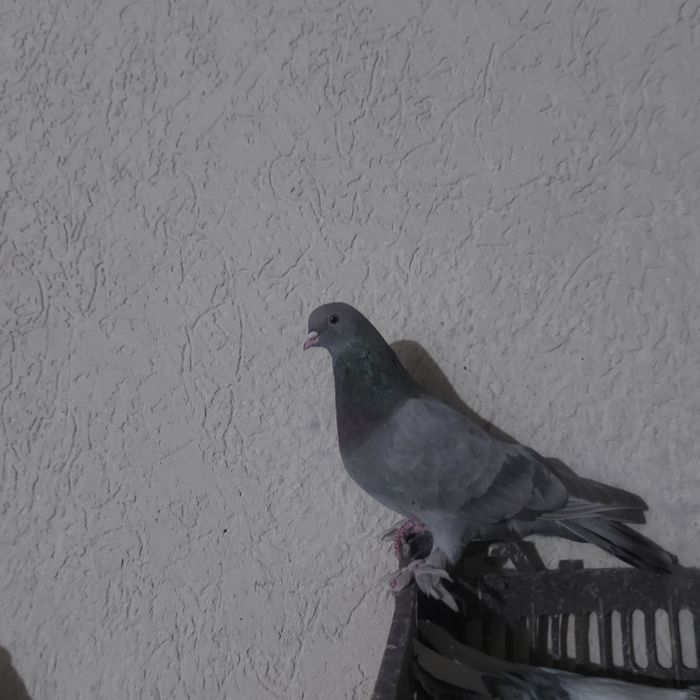 Бухар арап лет бой тяга гарантия