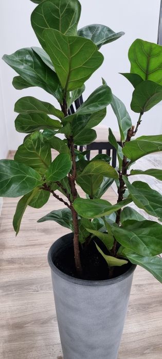 Фикус лирата бамбино