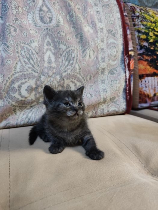 Вислоухие котята