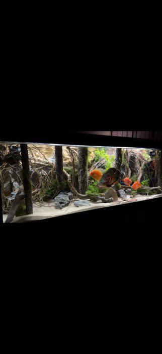 Аквариум Crystal clear vision