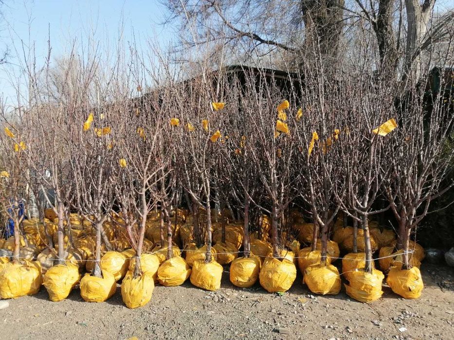 Яблони: Пеструшка, Комфетка, Гала, Золотое превосходное, американка.