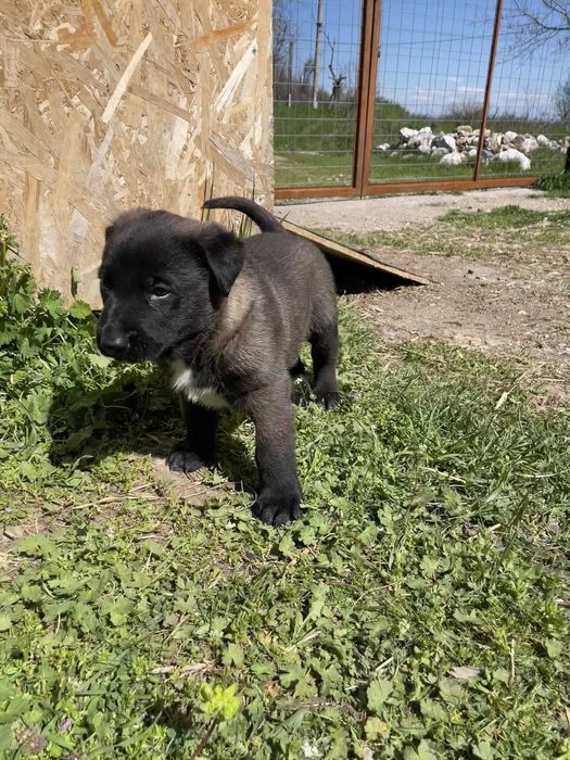 Малиноа, Белгийска Овчарка