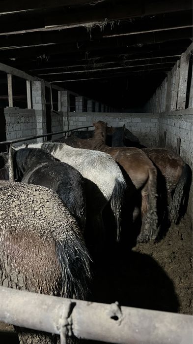 Соғым саттылады!