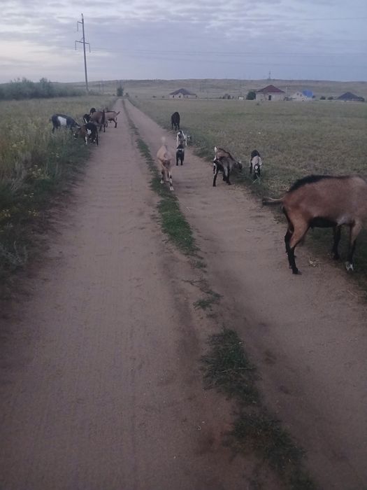 Альпийский Ешкілер сатылады