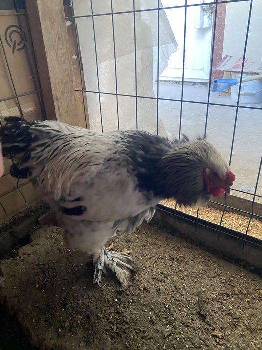 Sotiladi brama Horoz va tovuqlari