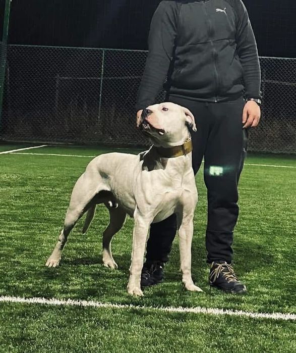 Mascul Dog Argentinian / Dogo Argentino