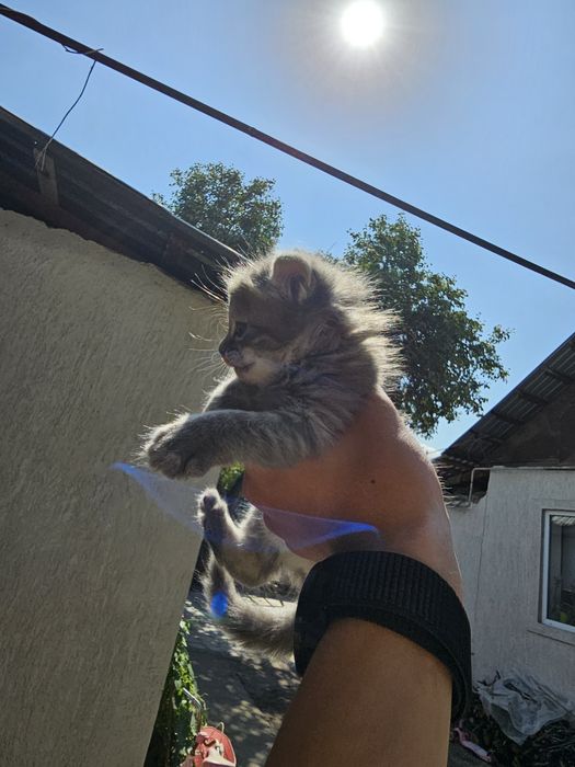 4 котят пол пока не всех знаю