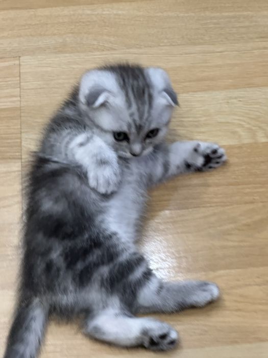 Котята Британцы продам 1,5 мес