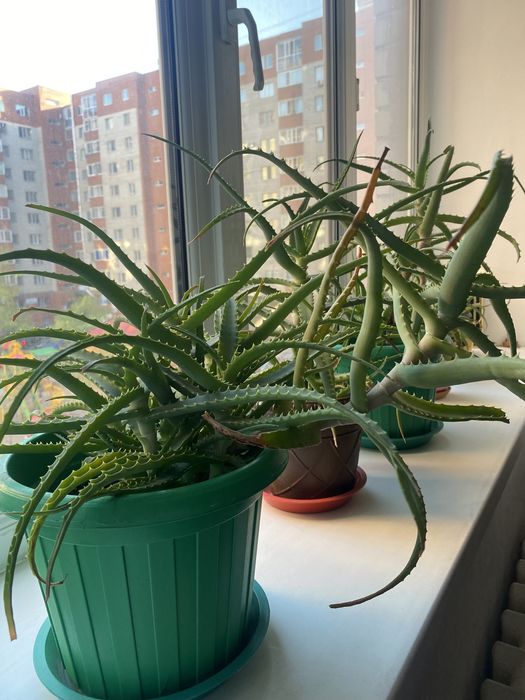 Продам алоэ ( столетник) для лечения