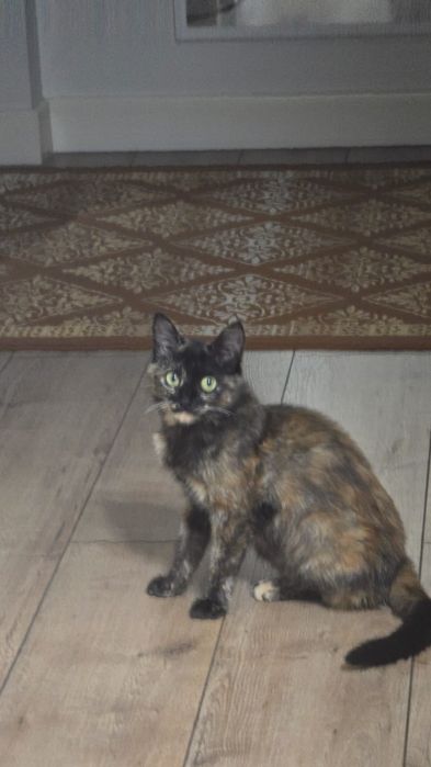 Домашняя кошка 4 месяца