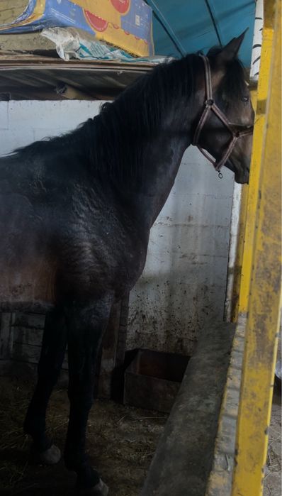 Производитель жеребец