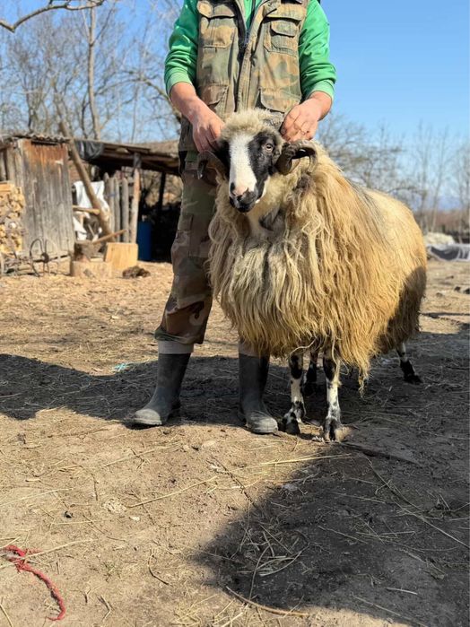 Vand berbec breaz stramior de valea jiului