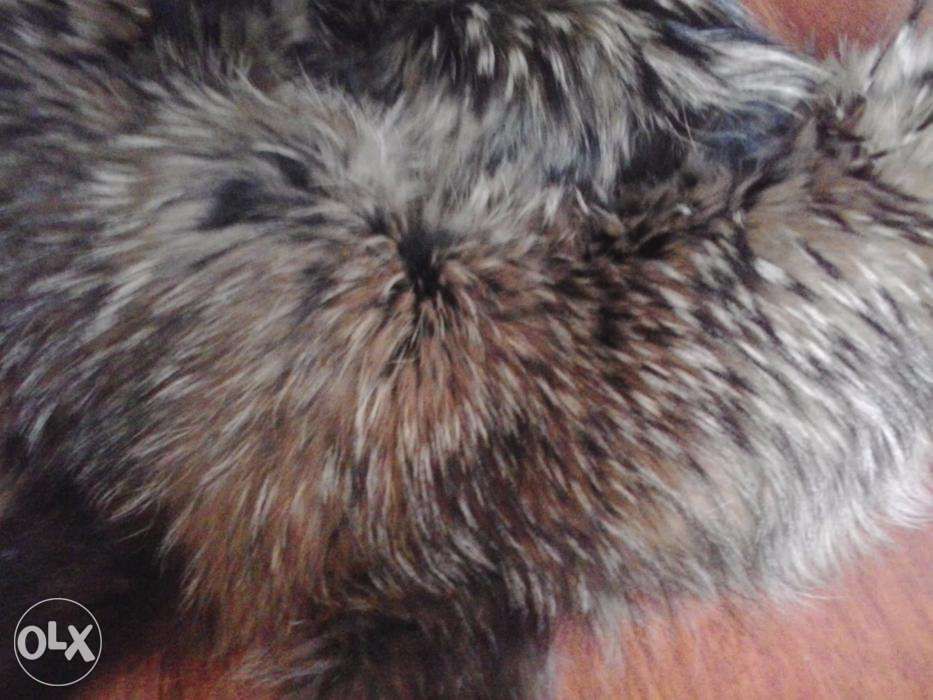 Меховой воротник - енот