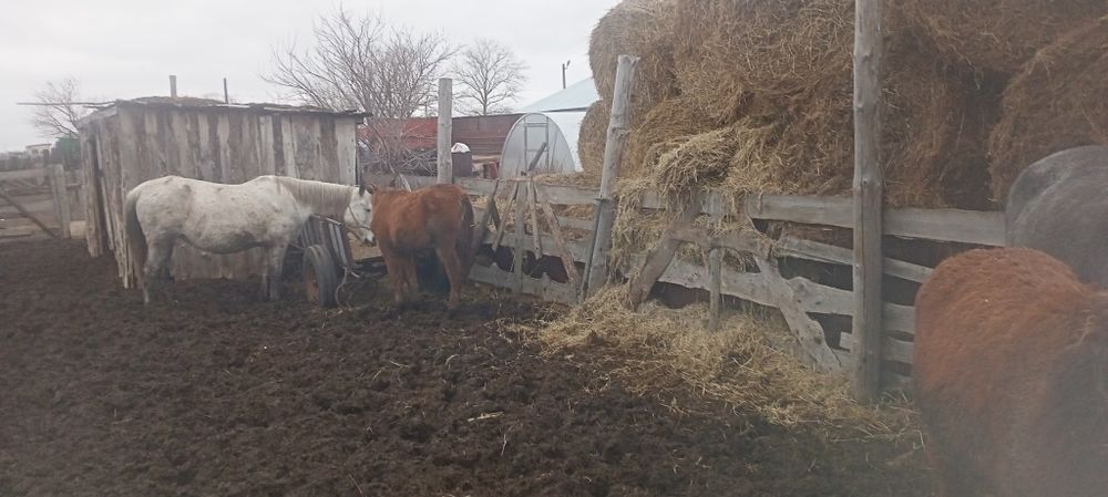 Продам кобыл жиребятами