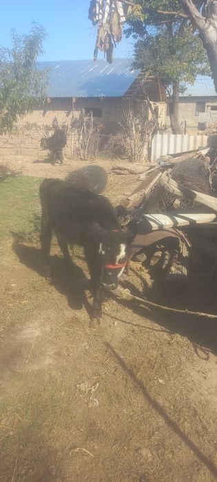 2 бас еркек бұзау